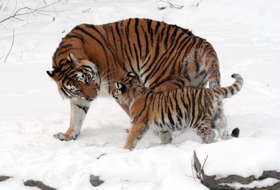 The Ultimate Tiger Mom