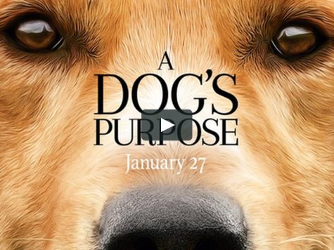 A Dog’s Purpose