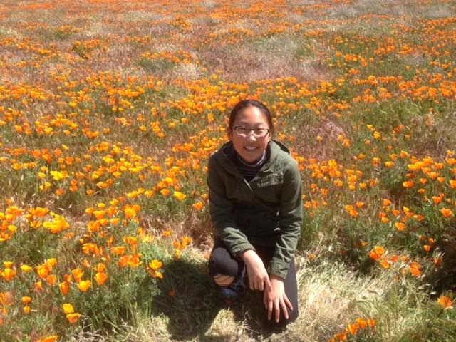 California Poppies are in bloom at the Antelope Valley Poppy Reserve.