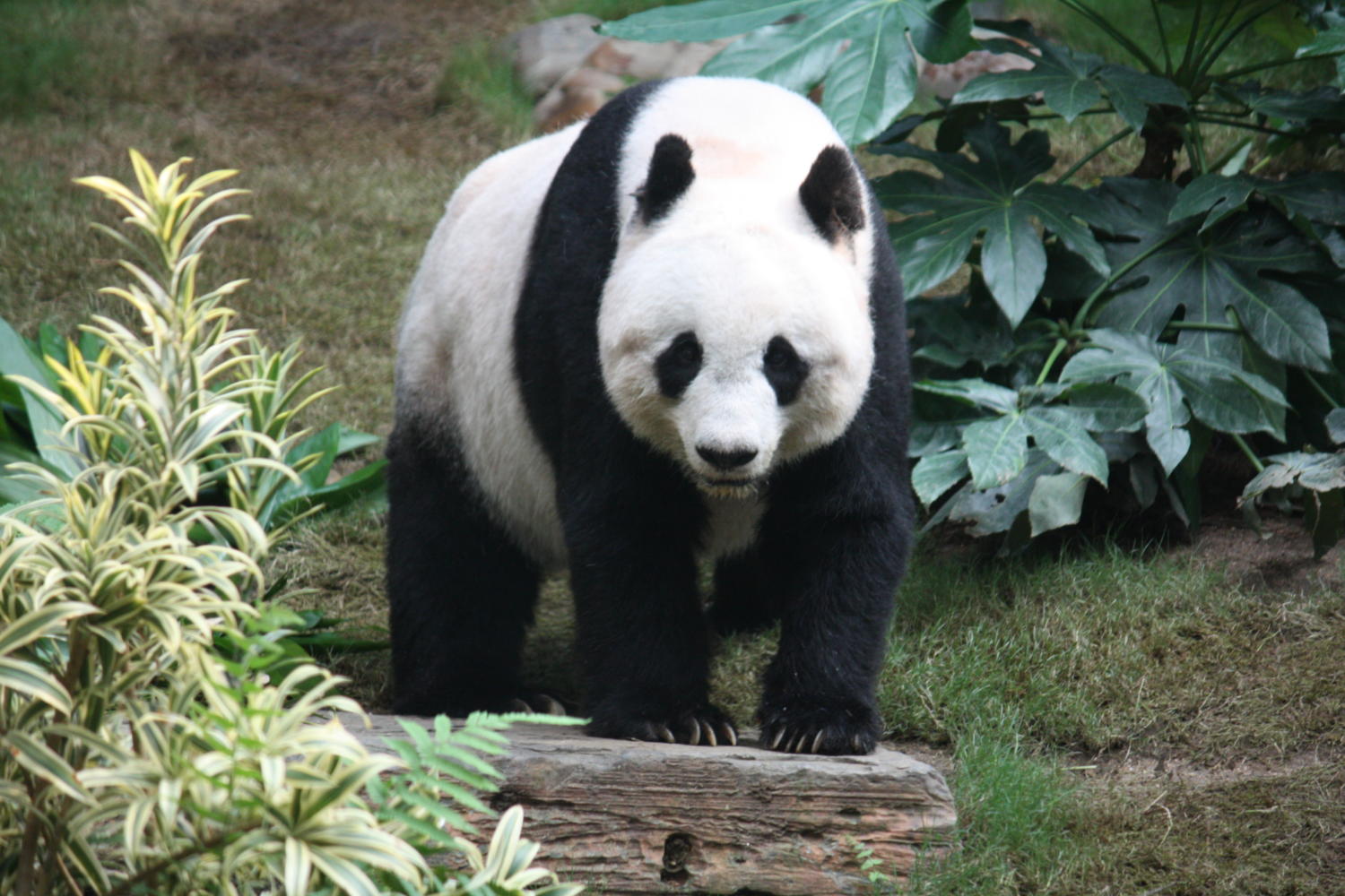 A giant panda living in a reserve.