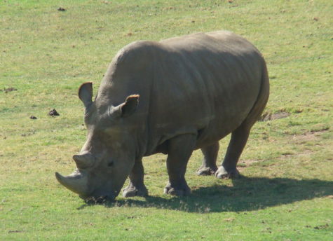 The World’s Last Male Northern White Rhino Is Sick
