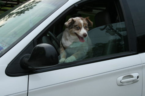 Tesla Considering Releasing ‘Dog Mode’ in Vehicles