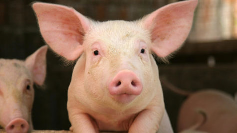 Why Muslims Don’t Eat Pork