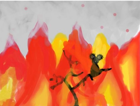 The Australian Fires