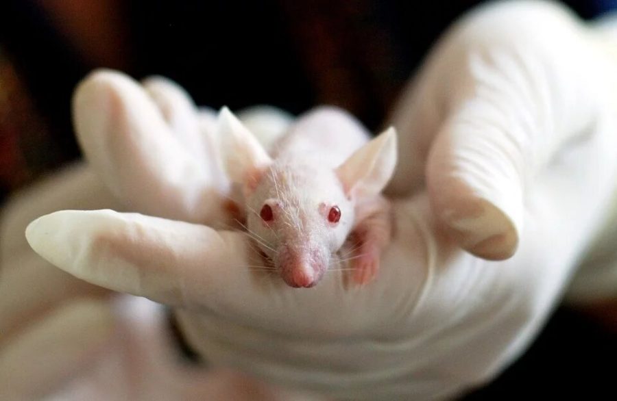 Millions of animals are experimented on each year. But, is it ethical?