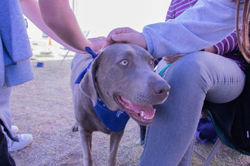 To many students suprise, there were therapy dogs during lunch to help kids cheer up.