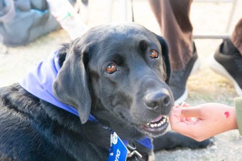 Paws To share has come back for a second time to help students relieve stress during testing