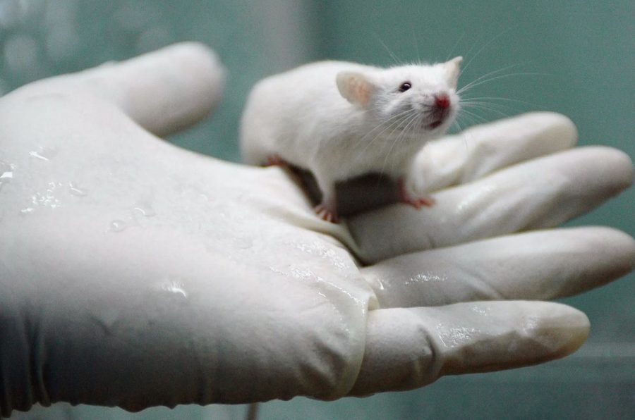 When animals are being used for testing, they are put in a specific laboratory where tests are run on them.