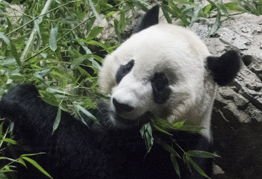 Pandas are leaving American zoos