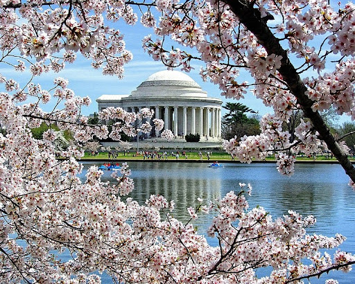 The Tidal Basin’s cherry blossoms at D.C.