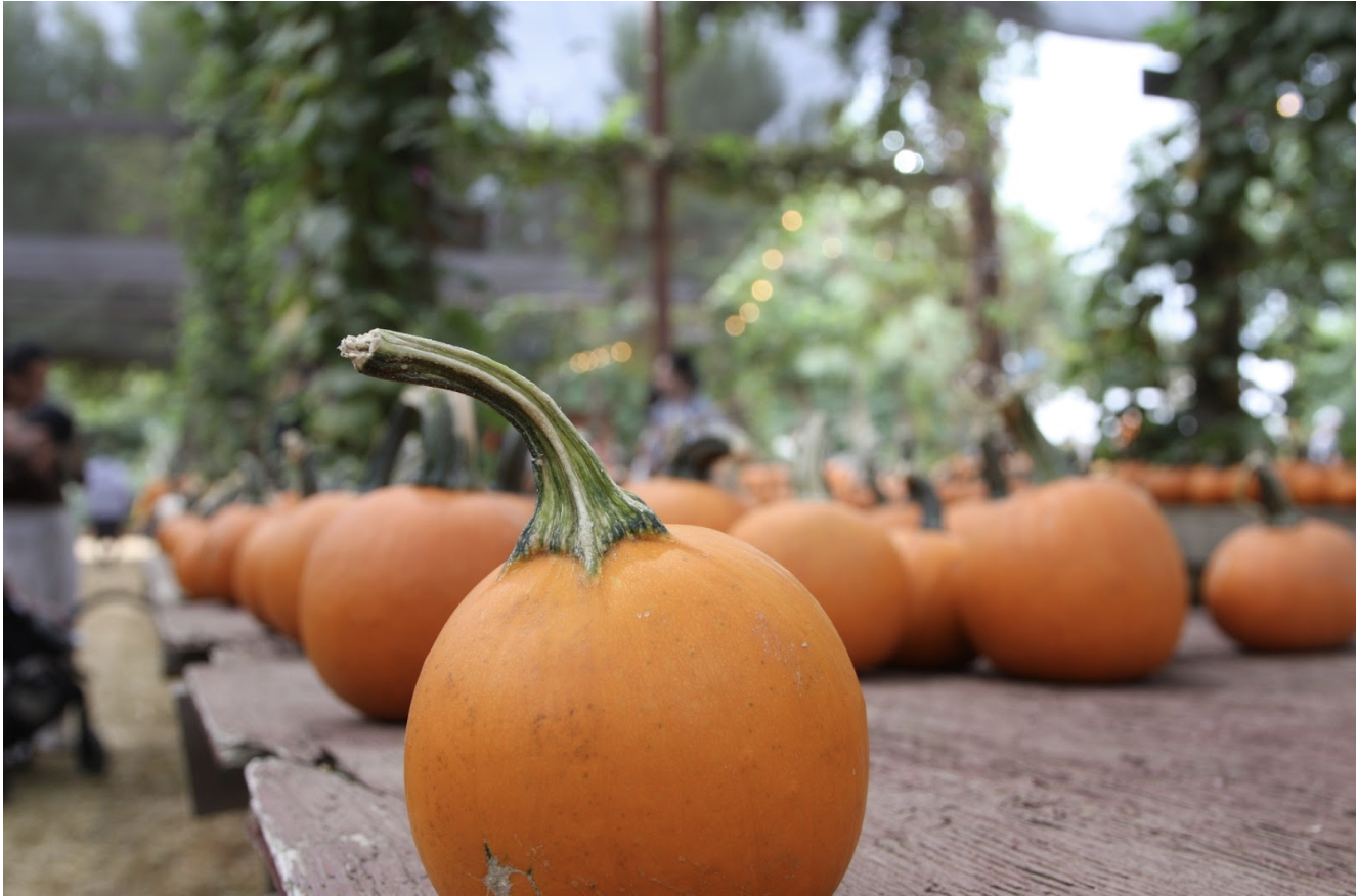 The vibrant pumpkins placed all around the patch resemble the essence of fall.